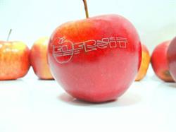 Elfruit