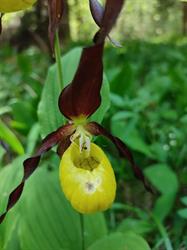 Nadleśnictwo Chmielnik