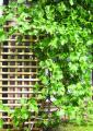 Kratka Elegance (h180x30) (pergola, ogród, ogrodzenie, Jagram)