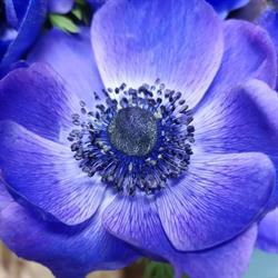Floristica