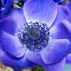 Floristica