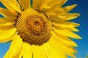 Yellow Media Group