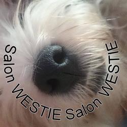 Westie. Salon Pielęgnacji Psów. Gieżek W.