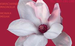 Magnolia. Kwiaciarnia