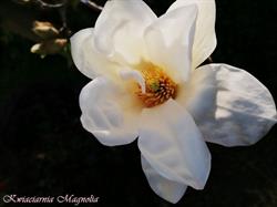 Magnolia-Dwa. Kwiaciarnia