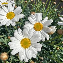 Kwiaciarnia "Bellis"