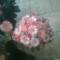 bellis