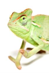 Kameleon. Sklep Zoologiczny. Gryglewski G.