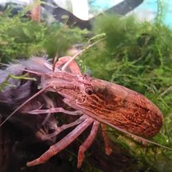 Sklep Zoologiczny Rekin