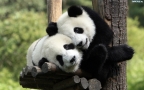 Panda.sklep Zoologiczny. Żabińska J.