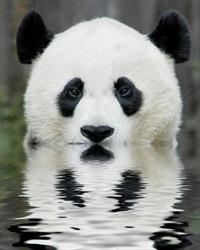 Panda-Zoo. Sklep Zoologiczny