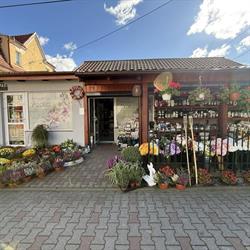 Azalia. Kwiaciarnia