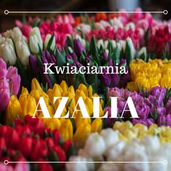 Azalia. Kwiaciarnia. Krzyżak W.