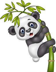 PANDA S.C.