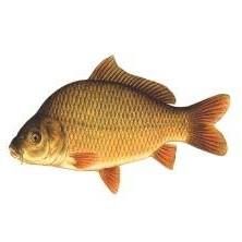 Karp Art. wędkarskie