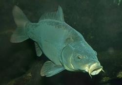 Karpik. Sklep wędkarski