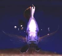 Apisto. Hodowla Ryb Akwariowych. Aranżacja