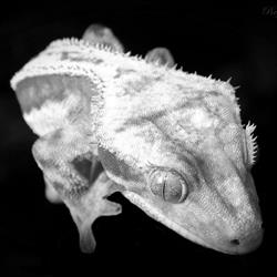 BULLDOG