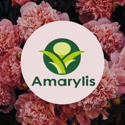 Amarylis. Kwiaciarnia