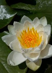 "AQUATICA"