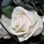 FLORA FUNERAL