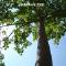 Paulownia