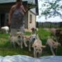 Labradory - szczeniaki w Domowej Hodowli Psów rasy LABRADOR retriever