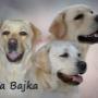 Labradory w Domowej Hodowli Psów rasy LABRADOR retriever