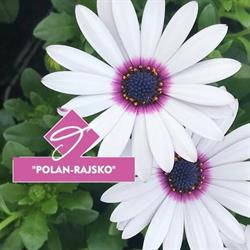 Polan-Rajsko. Produkcja i Hodowla Roślin