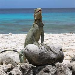 Top Travel. Incentives & Holidays