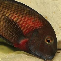 Tropheus Tanganika