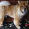 Chow chow.