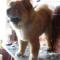 Chow chow.
