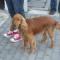 Cocer spaniel.