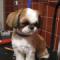 Shih-su.