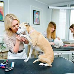 Doggy Diamond Salon Pielęgnacji Psów i Kotów