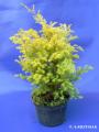 Cyprysik groszkowy "Squarrosa Aurea"