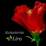 Lira. Kwiaciarnia