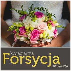 Forsycja. Kwiaciarnia