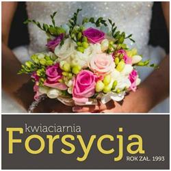 Forsycja. Kwiaciarnia