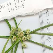 Poczta Kwiatowa Kwiaciarnia Cyperus
