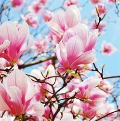 Magnolia. Kwiaciarnia. Tatkowska A.e.