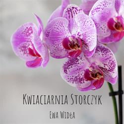 Storczyk. Kwiaciarnia. Kubajczyk M.