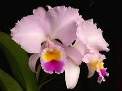 Cattleya. Kwiaciarnia
