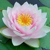 Nenufar. Dom Wczasowy