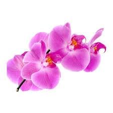 Zakład Pogrzebowy Orchidea