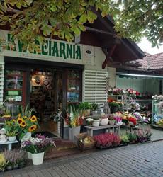 Niezapominajka. Kwiaciarnia. Karkula K.