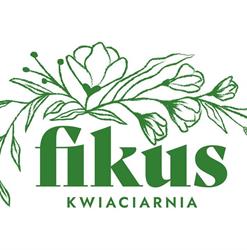 Fikus. Kwiaciarnia