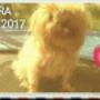 Dodane przez klienta firmy 10.06.2017