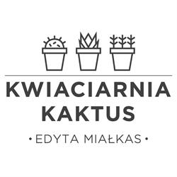 Kaktus. Kwiaciarnia. Miałkas e.
